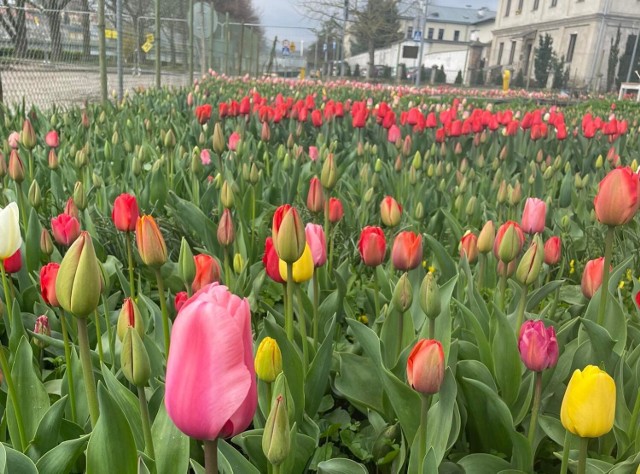 Tulipanowy ogród przy ul. Klasztornej w Przemyślu.