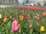 W tym miejscu w Przemyślu tulipany były uprawiane jeszcze przed II wojną światową [ZDJĘCIA]