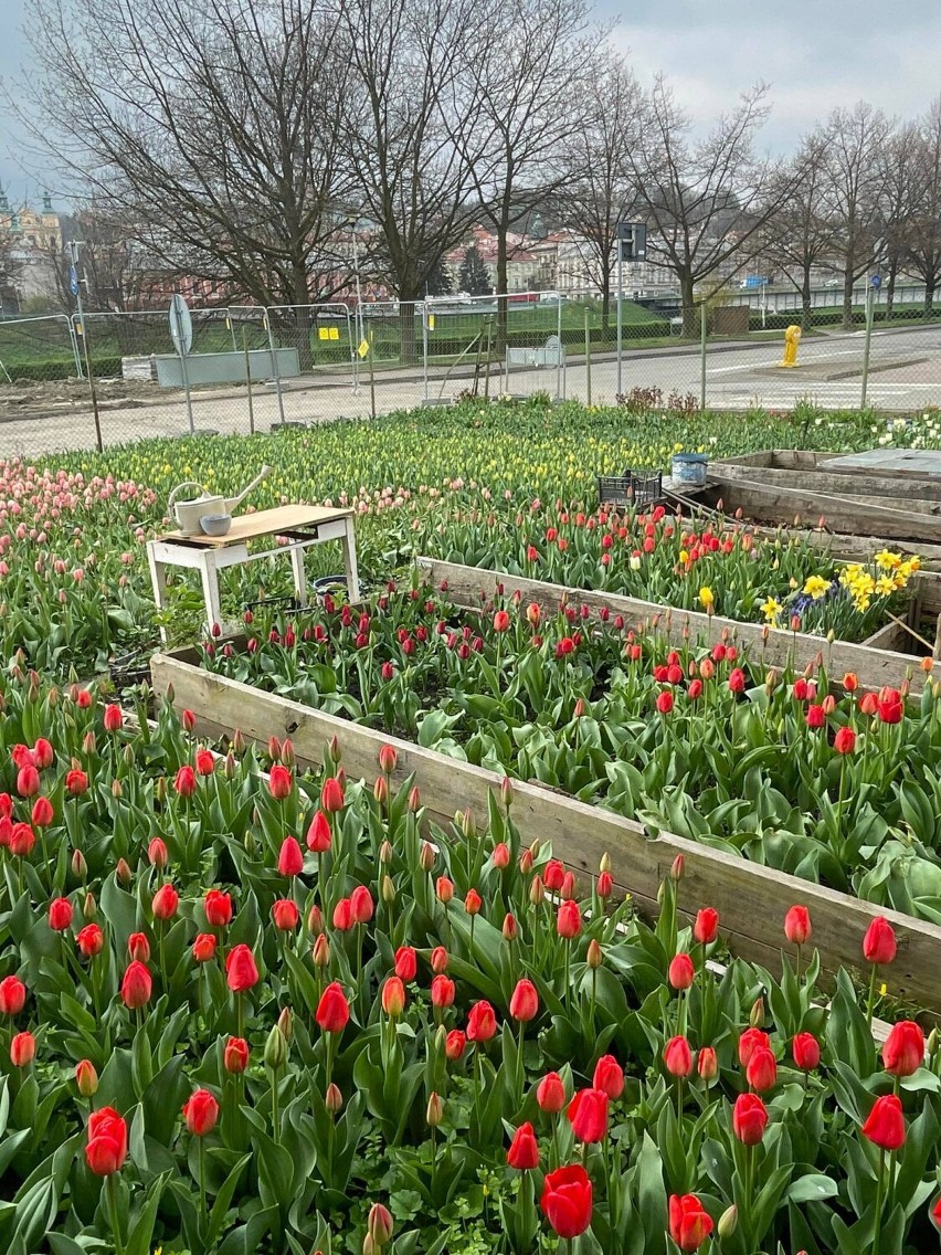 Tulipanowy ogród przy ul. Klasztornej w Przemyślu.