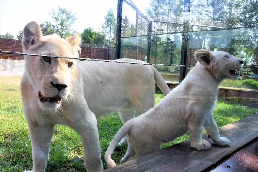 Malibu. Najmłodszy biały lew w stadzie w Zoo Borysew rośnie z dnia na dzień. Jak teraz wygląda? ZDJĘCIA