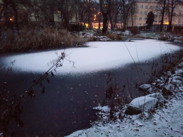 Ogród Botaniczny Uniwersytetu Kazimierza Wielkiego jest już zamknięty dla odwiedzających. Dzięki zdjęciom możemy jednak zobaczyć, jak wygląda o tej porze roku. 

Przeczytaj także: To najrzadsze męskie imiona nadane dzieciom w 2018 roku w Bydgoszczy


LICZ SIĘ ZE ŚWIĘTAMI - MIKOŁAJ DO WYNAJĘCIA.

