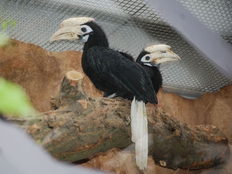 Dzioborożce z Filipin trafiły do wrocławskiego zoo (ZDJĘCIA)