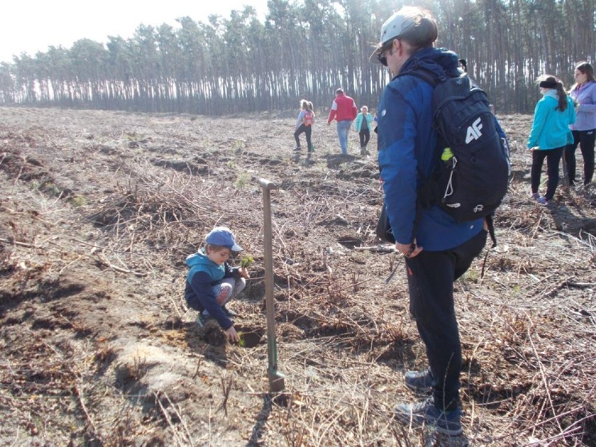 Przedszkolaki z Przedszkola nr 6 w Rawiczu już posadziły swój fragment lasu. Chcesz dołączyć? Wkrótce akcja sadzenia drzew pod Kawczem