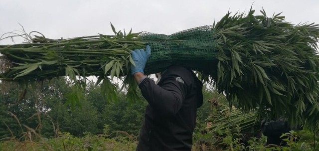 Kryminalni z Bełchatowa odnaleźli i zabezpieczyli 17 sztuk krzaków zakazanej rośliny