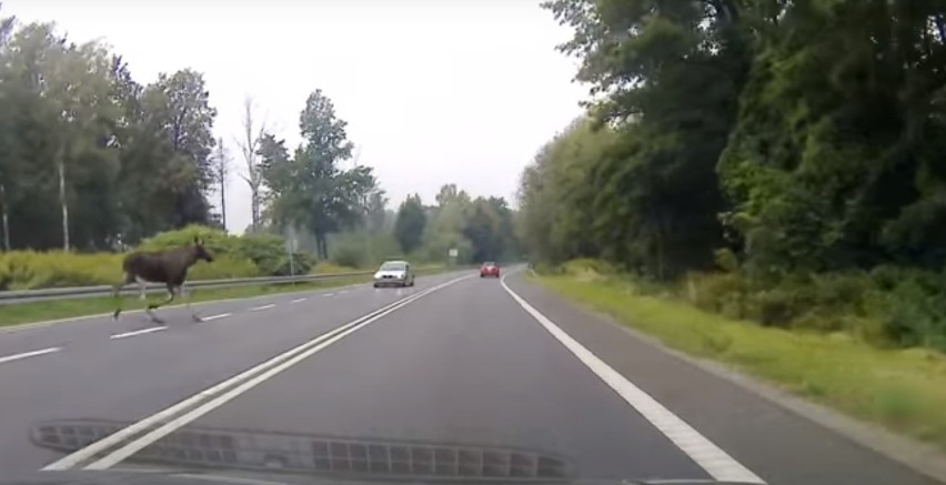 Gliwice: Łoś na DK 88! Zwierze wybiegło na drogę tuż przed jadące samochody [WIDEO]