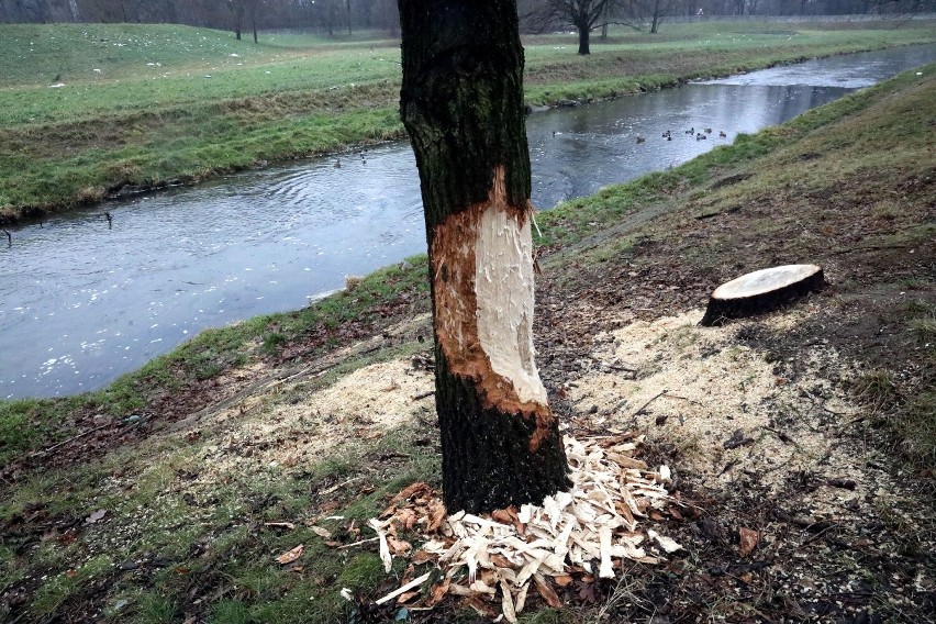 Bóbr kojarzy się z budową tam wodnych