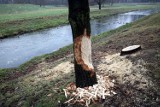 Legnica: Bobry nie dają za wygraną, przegryzają kolejne drzewa, zobaczcie zdjęcia