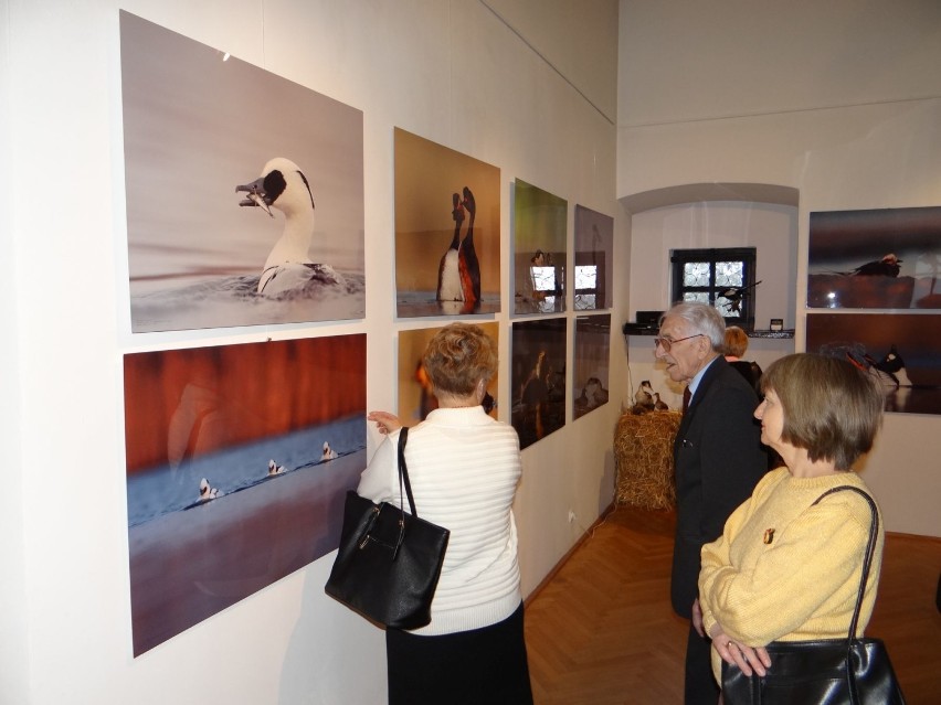 Muzeum prezentuje zachwycające zdjęcia dzikich ptaków [FOTO]