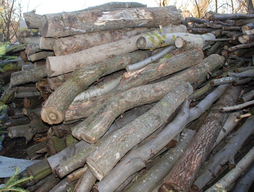 Trzech mężczyzn kradło drewno w okolicach Udorpia. Wycięli buki i olchy