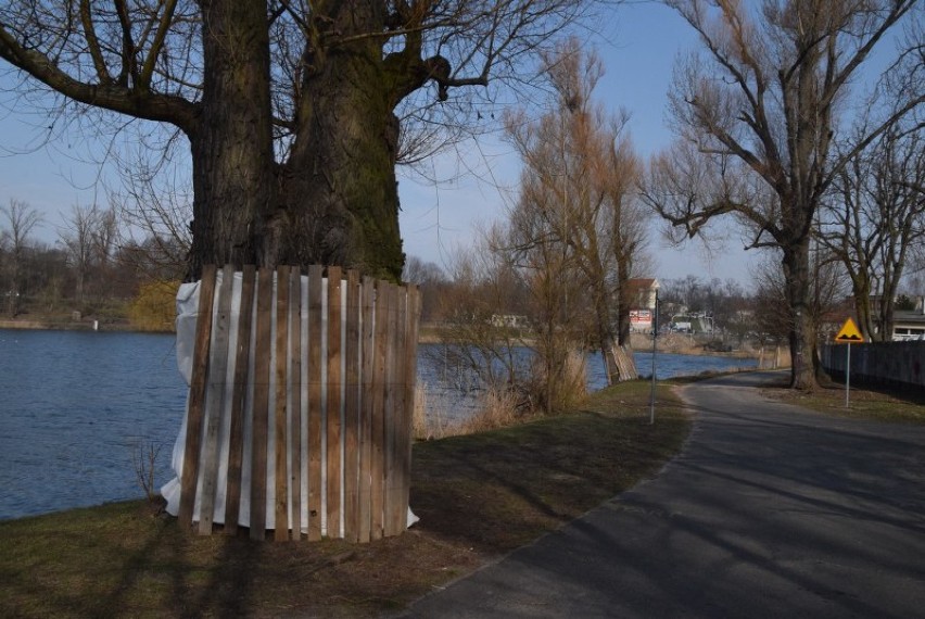 Masowa wycinka drzew nad Weneją. Mieszkańcy protestują