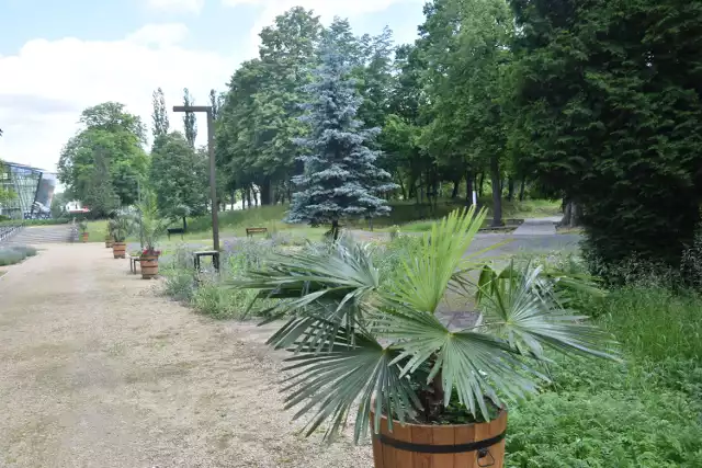 W Sosnowcu park bioróżnorodności zamienił się w ogród botaniczny.

Zobacz kolejne zdjęcia/plansze. Przesuwaj zdjęcia w prawo naciśnij strzałkę lub przycisk NASTĘPNE