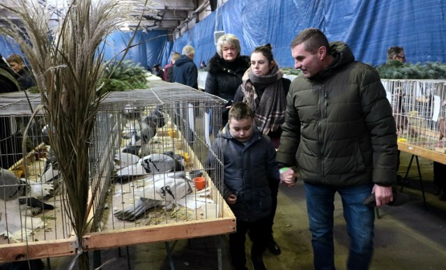Wystawa gołębi ozdobnych odbyła się w dawnej hali produkcyjnej Warmy w Grudziądzu. Zobacz zdjęcia >>>>>