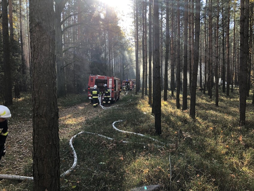 Z pożarem na terenie Nadleśnictwa Taczanów walczyli strażacy z JRG Ostrów Wielkopolski oraz druhowie z jednostek OSP