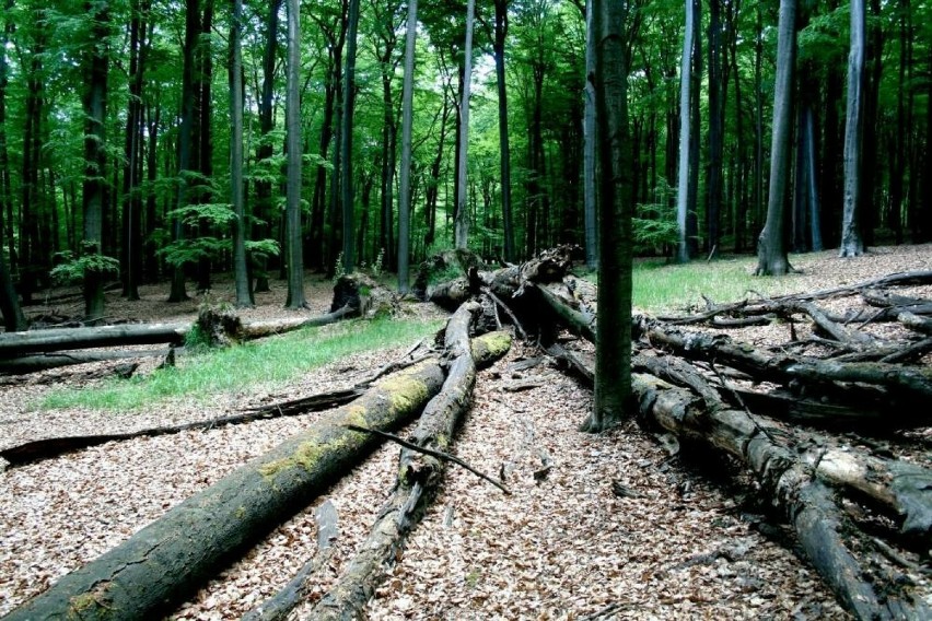 Las Murckowski z aleją chronionych buków i dwoma nowymi Zespołami Parkowo-Krajobrazowymi. WIDEO i ZDJĘCIA