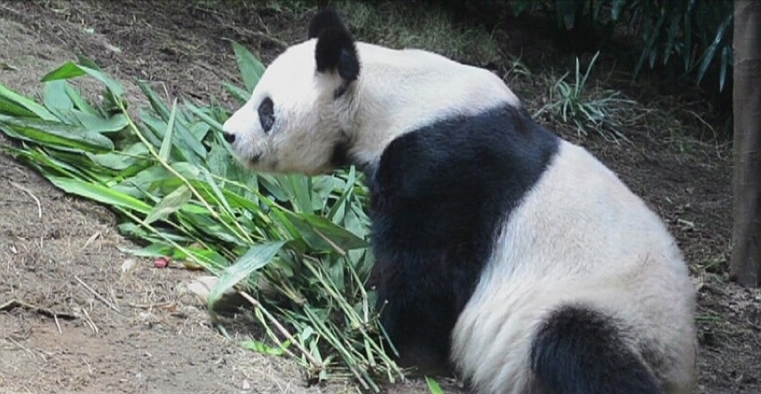 Najstarsza panda na świecie skończyła 37 lat