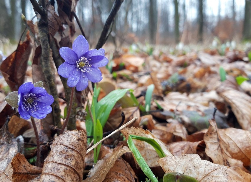 Wiosna w lesie na fotografiach pracowników Nadleśnictwa Kolbuszowa [ZDJĘCIA]