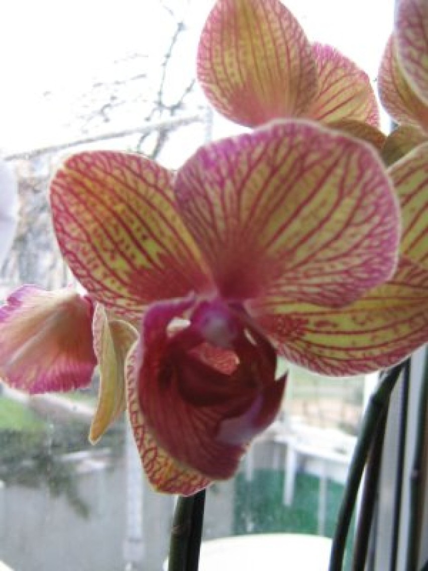 Phalenopsis