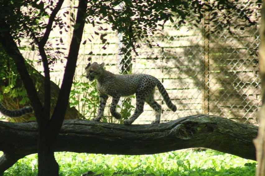 Gepardy z warszawskiego zoo rosną jak na drożdżach! Tak wyglądają po czterech pierwszych miesiącach