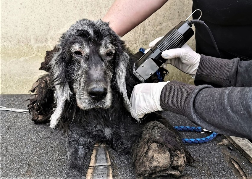 Odebranym w Budnie psem zaopiekowali się wolontariusze TOZ...