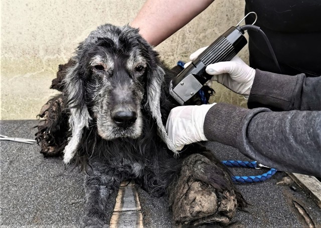 Odebranym w Budnie psem zaopiekowali się wolontariusze TOZ Goleniów