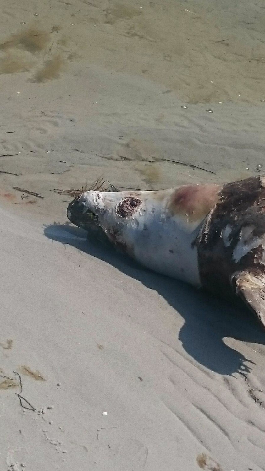 Martwa foka na plaży w Kuźnicy. Zatoka Pucka wyrzuciła na piasek ciało morskiego ssaka. Był chory?