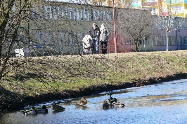 Mieszkańcy chętnie spacerują wzdłuż Rakówki, rzekę polubiły też kaczki