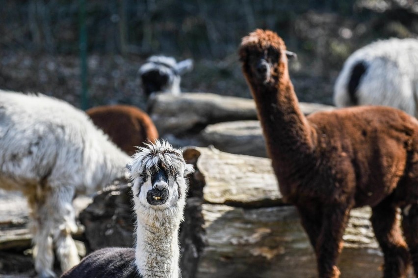 ZOO w Gdańsku ponownie otwarte. Na zwiedzających czekają nowe zasady i inne niespodzianki