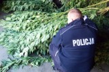 Policjanci zlikwidowali plantację marihuany w gminie Ryjewo