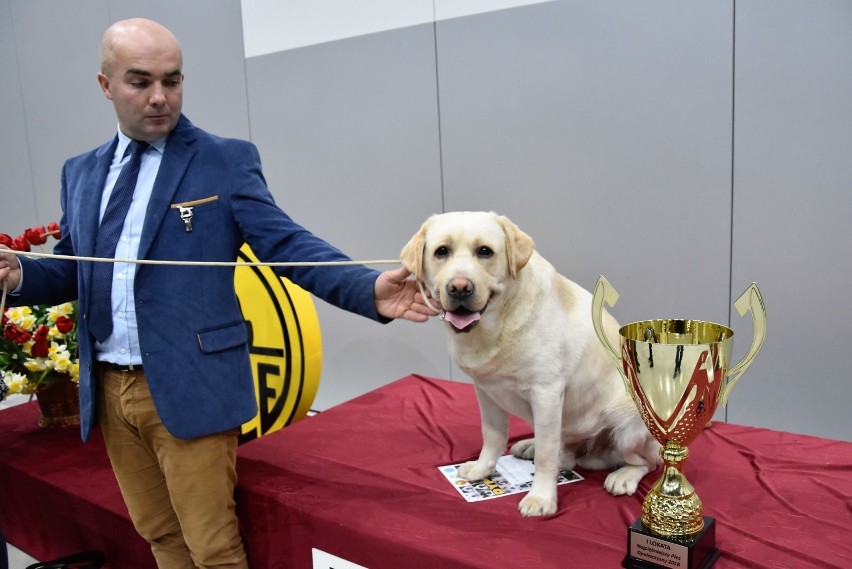 Najpiękniejszy Pies Opolszczyzny 2018 - labrador Avalanche