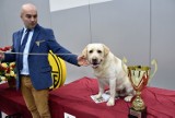 Labrador Avalanche najpiękniejszym psem Opolszczyzny 2018! 