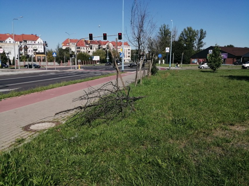 Co się stało z drzewami przy ulicy Ścinawskiej w Legnicy?