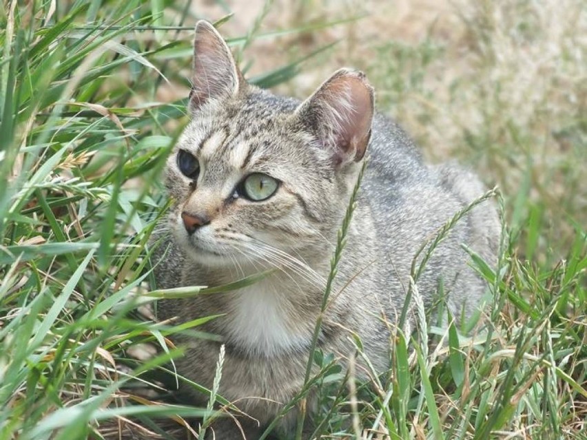 Emi (205/15) to 2-letnia kotka, która żyła na terenie...