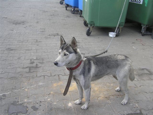 Porzucony pies czeka na nowego właściciela. Zwierzakiem zaopiekowali się pracownicy Urzędu Miejskiego w Bytowie.
