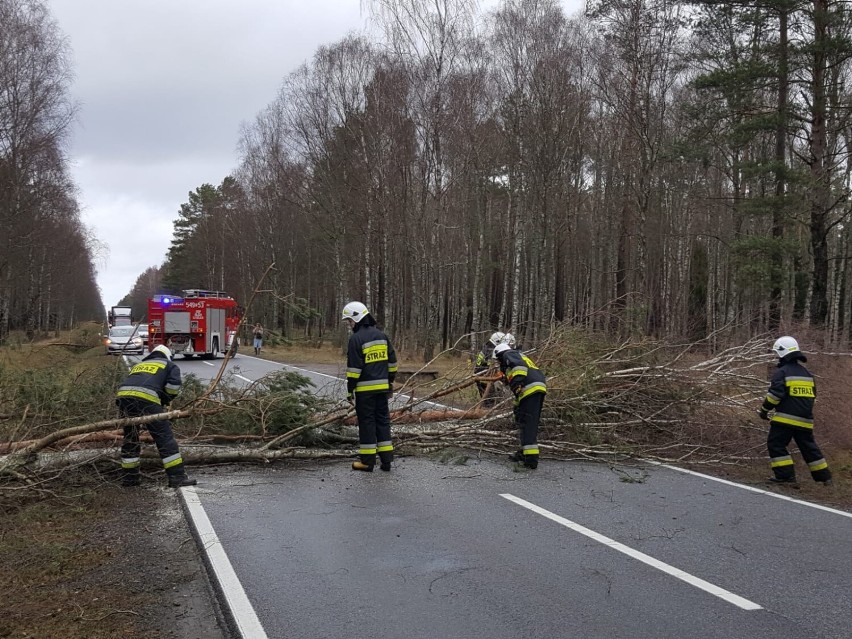 W poniedziałek (21 lutego) strażacy z OSP usuwali drzewa...