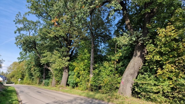 Rozbudowa drogi powiatowej spowodowała wycinkę 600 drzew. Tych na zdjęciu już nie ma