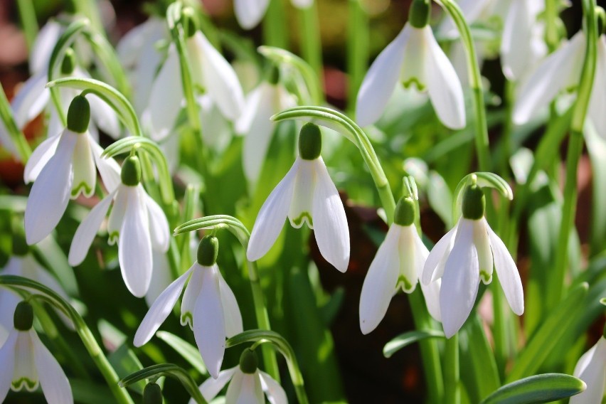 Śnieżyczka przebiśnieg (Galanthus nivalis) i śnieżyca...