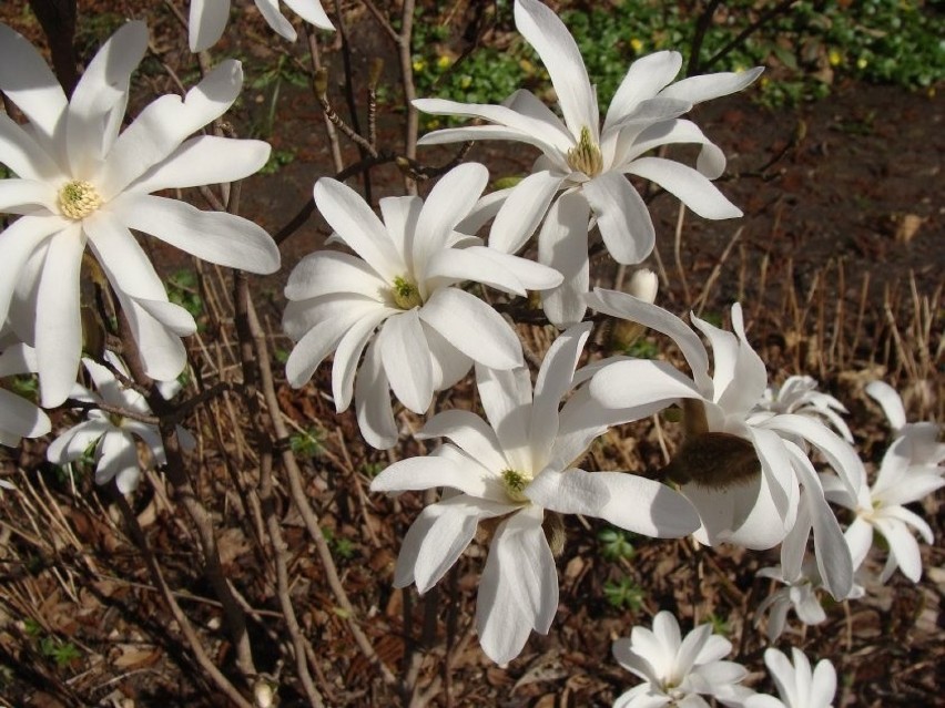 Większość gatunków magnolii ma kwiaty mniej lub bardziej...