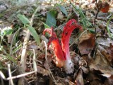 „Palce diabła” czyhają na łące i w lesie. Ten grzyb wygląda jak z horroru i pojawia się coraz częściej. Okratek australijski rośnie jesienią
