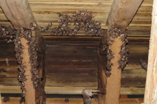 W wieży kościoła pod wezwaniem Podwyższenia Krzyża Świętego w Sulechowie znajduje się kolonia rozrodcza nocka dużego Myotis myotis, którego liczebność wynosi ponad 600 sztuk.