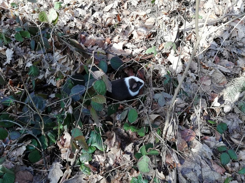 Porzucona w gdyńskim lesie świnka morska szuka nowego, kochającego domu [zdjęcia]