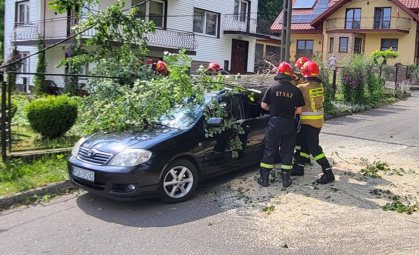 Stare drzewa zagrażają mieszkańcom Leska [ZDJĘCIA]