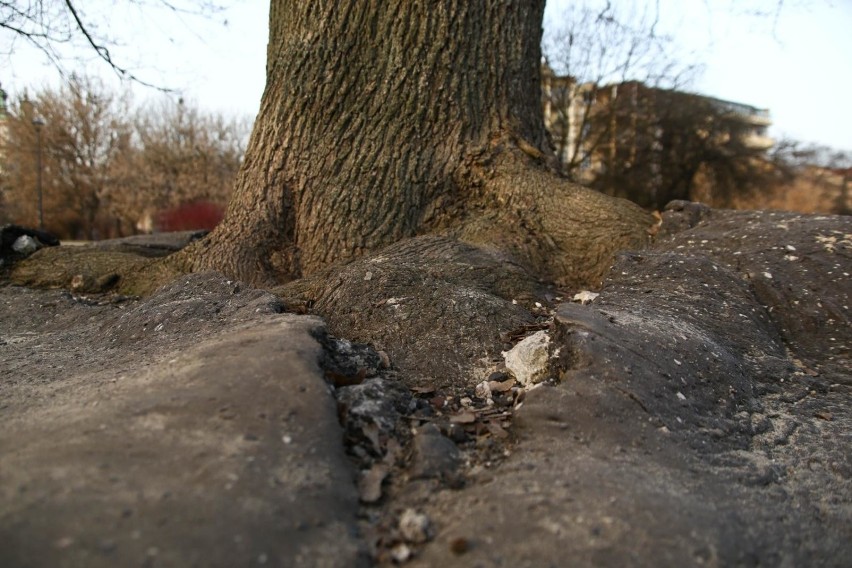 Kraków. Drzewa na bulwarach wiślanych uwięzione w asfalcie. Kto je uratuje? [ZDJĘCIA]