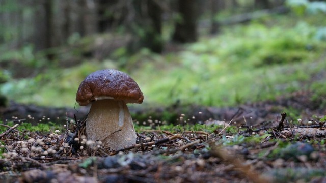 Nasi Czytelnicy przekonują, że grzyby w lasach pod Mogilnem są. Jako dowód przedstawiają nam zdjęcia ze swoich ostatnich wypraw. Zobaczcie >>>>>>