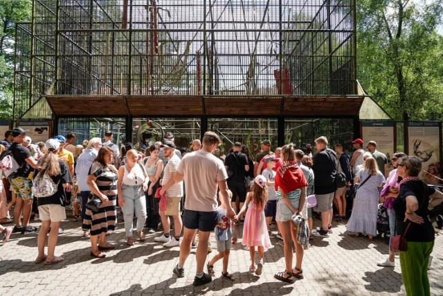 W gdańskim ZOO znajdziecie nie tylko egzotyczne zwierzęta ale również tzw. "małe zoo", w którym są dobrze znane nam króliki, kozy i alpaki. Poza tym w ZOO można obejrzeć pokaz karmienia zwierząt, przejechać się meleksem po całym terenie ZOO, skorzystać z parku linowego i wiele więcej. 