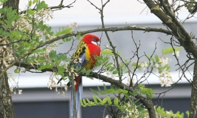 Papuga upodobała sobie drzewo przy ulicy Planty w Kielcach.