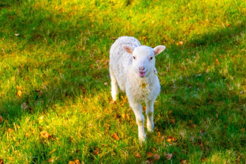 Owieczka pozująca do zdjęcia na łące u stóp Karkonoszy
