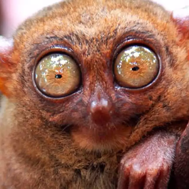 Wyrak upiorny

(Tarsius tarsier)

Nieduży ssak (długość ciała 12-14 cm) z bardzo długimi nogami i ogonem, który jest dwukrotnie dłuższy niż całe jego ciało! Ma wielkie oczy (3 cm średnicy - dokładnie tyle, co jego mózg!). 

Wyrak upiorny śpi zawsze z jednym okiem otwartym.

Zwierzę jest aktywne głównie nocą, żywi się owadami.

Żyje w Indonezji, w lasach Celebesu i na wyspach: Sangihe, Peleng i Salayer.