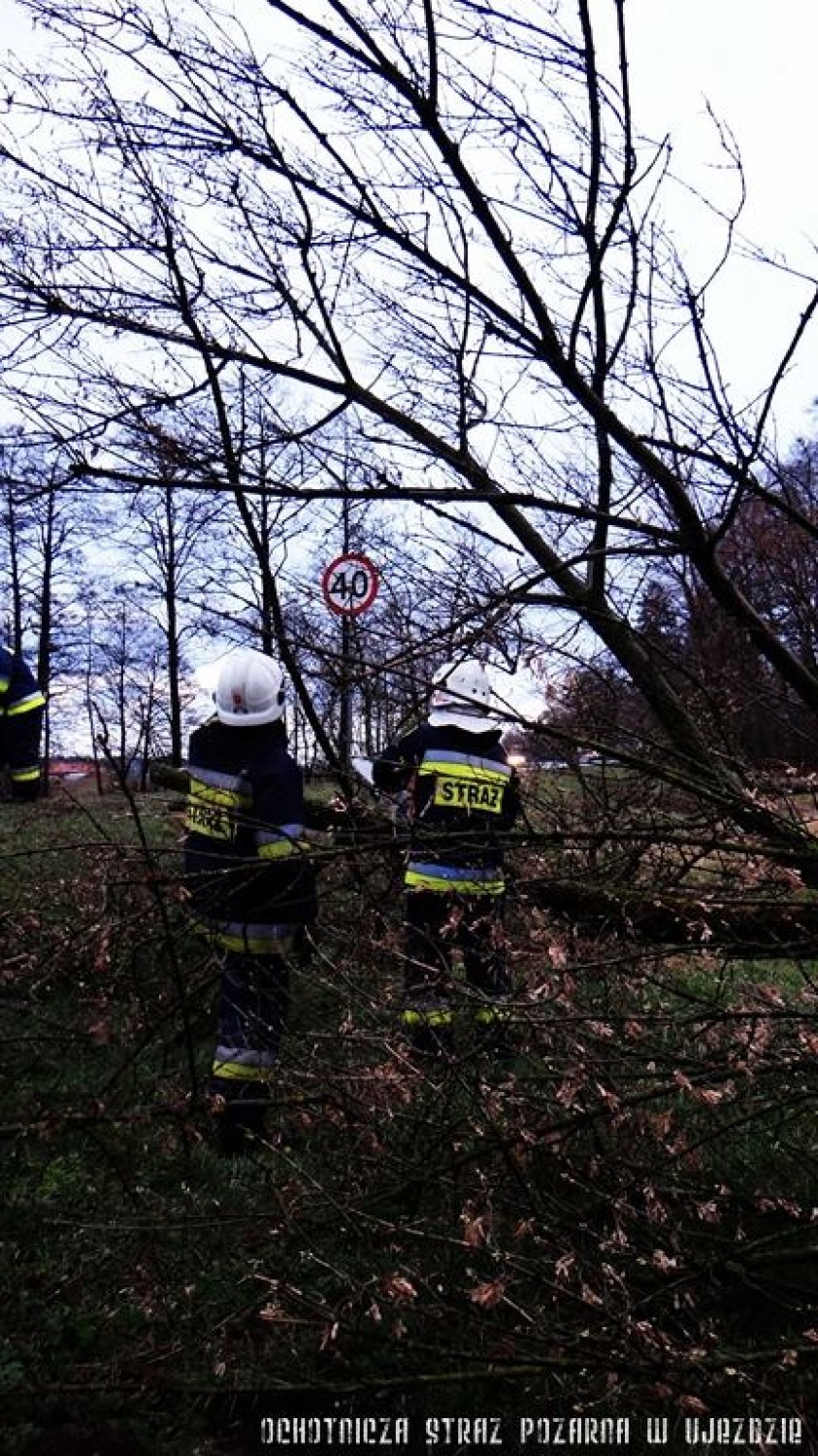 Wichury w powiecie tomaszowskim: Strażacy usuwali powalone drzewo. Ostrzeżenia przed silnym wiatrem