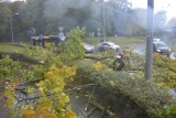 Drzewo spadło na rondo przy Wałach Chrobrego w Głogowie. Wichura i ulewa nad regionem