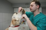 Kraków. Bezpłatne zabiegi weterynaryjne dla kotów i psów 